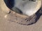 Tiny bird footprints on beach sand at low tide shoreline