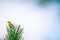 Tiny bird perched on top of evergreen tree