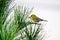 Tiny bird perched on top of evergreen tree