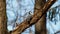 Tiny bird perched on a tree in a forest