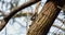 Tiny bird perched on a tree in a forest