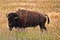 Tiny bird perches on the back of a buffalo