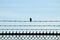 A tiny bird sitting on barbed wire above a chain linked fence