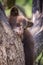 Tiny black bear cub takes a nap