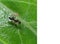 Tiny Black Garden Ant on Green Leaf with Space for Text