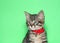 tiny black and gray tabby kitten wearing a bright red collar with bell
