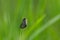 Tiny black moth with hairy wings resting on a blade of grass