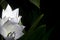 Tiny Black and White Snail Eater Snake Next to White Flower with