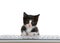 Tiny black and white tuxedo kitten peaking over a computer keyboard isolated
