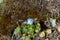 Tiny blooming creeping veronica filiformis