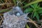 Tiny blue bird egg in a nest.