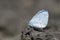 A tiny blue butterfly on Southampton Common