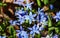 Tiny blue Early Snow Glories flowers blooming in the Spring