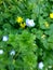 Tiny blue flower on a blurry green grass and yellow flowers background