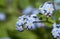 Tiny blue Forget-me-not flower