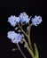 Tiny blue Forget-me-not flowers against dark