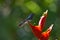 Tiny blue hummingbird on a flower