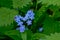 Tiny blue myosotis flowers, selective focus