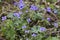 Tiny Bluet Wildflowers - Houstonia pusilla