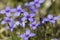 Tiny Bluet Wildflowers - Houstonia pusilla