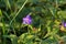 A tiny bluish flower blooming in the grass.