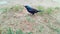 tiny bluish green color migrating bird called hummingbird sitting in grass