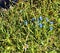 Tiny Bluish Purple Flower Sprouting Up From Grass