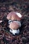 Tiny Boletus edulis and its little brother protect each other against the forces of the forest. two penny buns were hit by an