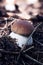 Tiny Boletus edulis is located in moist soil in the middle of a spruce forest. Penny bun hidden under needles. Porcini is an