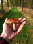 A tiny boletus mushroom in a hand