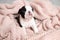 A tiny Boston Terrier puppy lies on a pink knitted blanket. Pets. Dog. Sweet. Cute