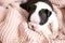 A tiny Boston Terrier puppy lies on a pink knitted blanket. Pets. Dog. Sweet. Cute