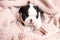 A tiny Boston Terrier puppy lies on a pink knitted blanket. Pets. Dog. Sweet. Cute