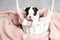 A tiny Boston Terrier puppy sitting in a white basket on a pink blanket Pets. Dog. Sweet. Cute
