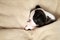 A tiny Boston Terrier puppy sleeps on a beige fluffy blanket. Pets. Dog. Sweet. Cute