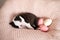 A tiny Boston Terrier puppy sleeps on a pink knitted blanket next to Easter eggs