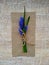 Tiny bouket of classic blue Muscari spring flowers. Classic blue flowers with green oblong leaves on craft recycled