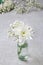 Tiny bouquet with gypsophila paniculata and dahlia flower