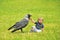 Tiny boy playing with a crow