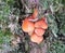 Tiny bright orange fungus growing on tree back surrounded by moss and lichen