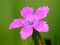 Tiny Bright Pink Flower Dianthus Armeria