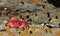 Tiny bright red crab on rocky beach at low tide on Vancouver Island