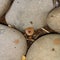 a tiny brown mashroom in the gap of stones