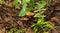 Tiny brown mushrooms next to fern leaves