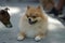 Tiny brown Pomeranian dog lying down on the concrete floor