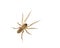 Tiny brown spider on white