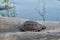 Tiny brown turtle lives on the old log in a little pond, with text copy space