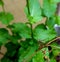 Tiny brownish green grasshopper on dry cilantro flower and seed