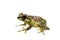 The tiny bubble-nest frog, Gracixalus supercornutus, on white