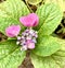 Tiny Buds if Pink Hydrangea